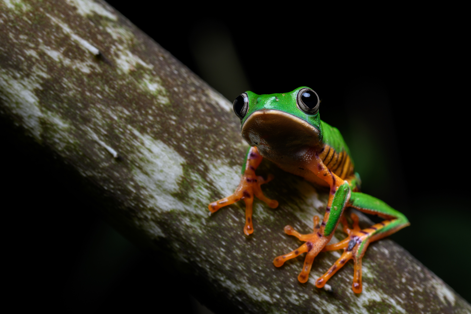 Ein Tiger-Makifrosch auf einem Ast im Regenwald schaut direkt in die Kamera.