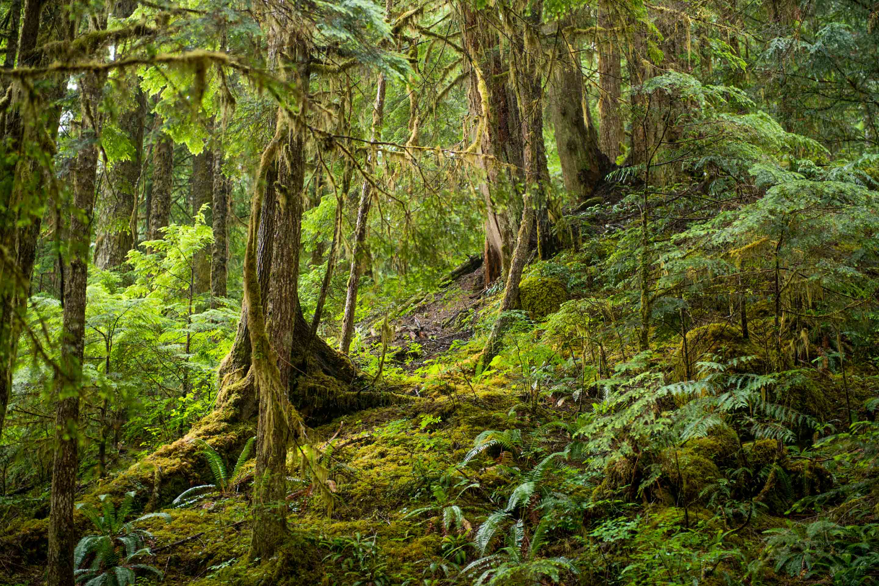 An der Westkueste in Kanada gibt es noch temperierte Regenwaelder, einen Teil davon schuetzen unsere Spender:innen gemeinsam mit uns (Stiftung Wilderness International). 