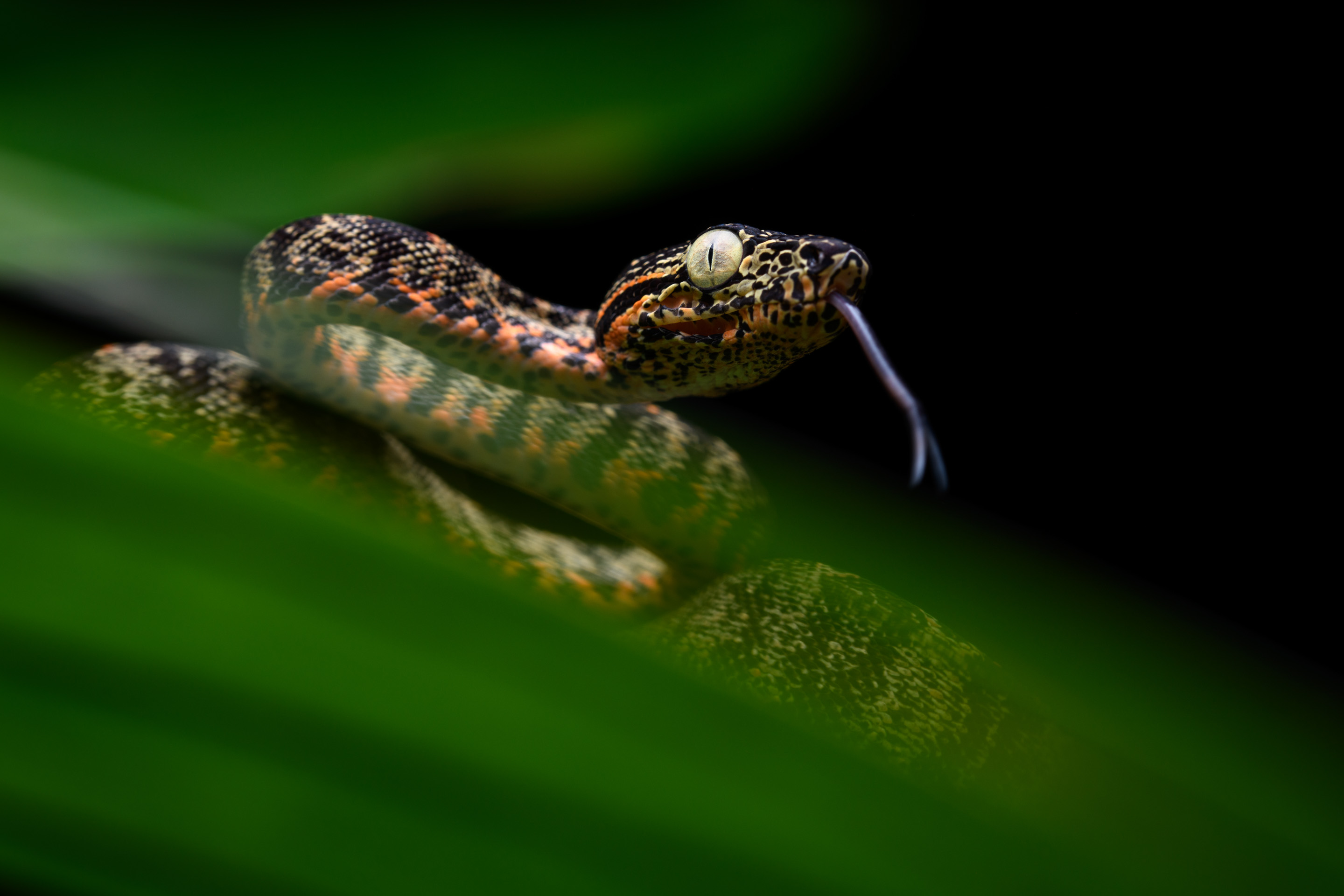 Corallus hortulanus