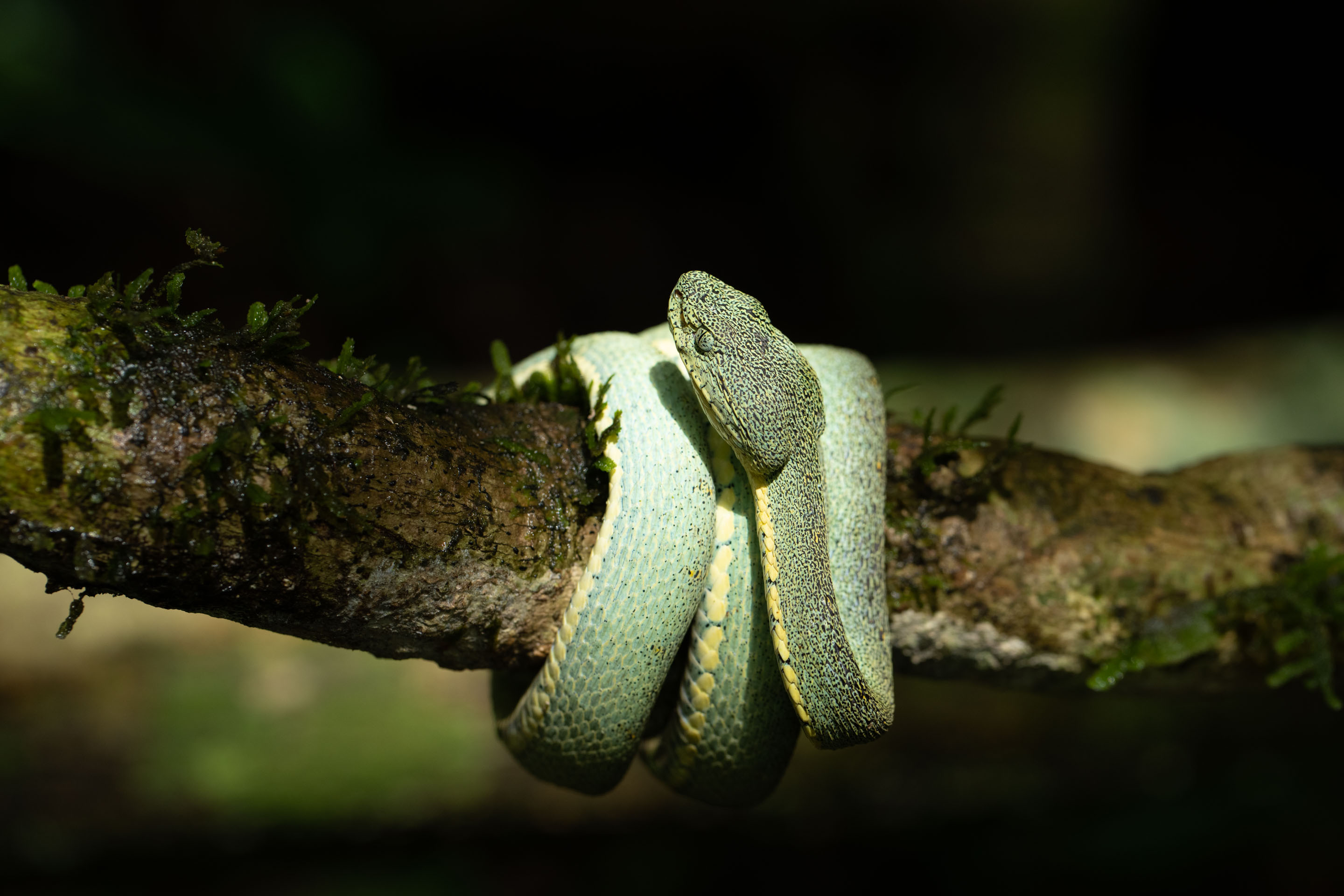 Bothrops bilineatus / Loro Machaco